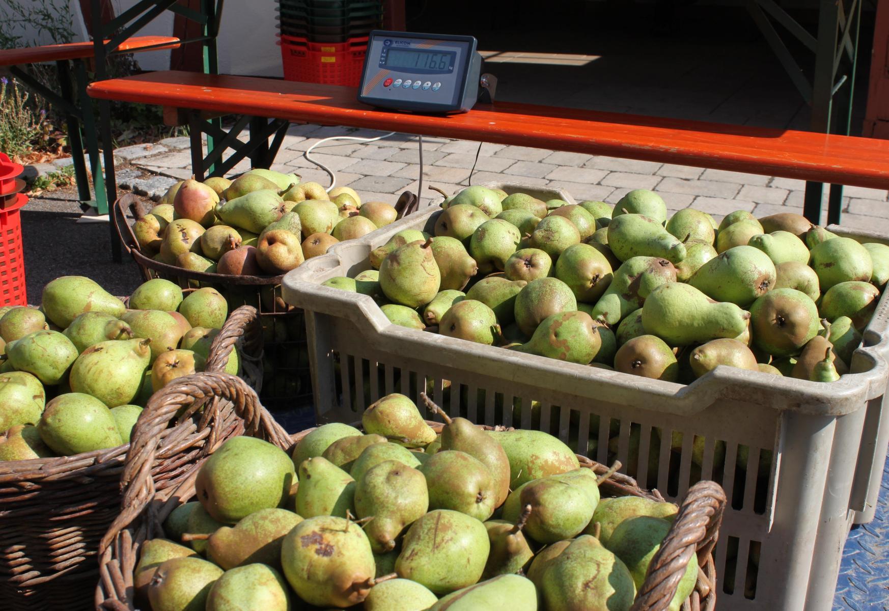 Birnen sind für Bayern schon deutlich bedeutender als Mirabellen und Sauerkirschen. Sie wuchsen im Jahr 2019 auf 279 Hektar, insgesamt 6446,4 Tonnen konnten geerntet werden. Hier hat mal nicht Unterfranken (98 Hektar) die Nase vorn, sondern Schwaben (114 Hektar). Doch auch Oberfranken verfügt über einen nennenswerten Birnenanbau (40 Hektar).