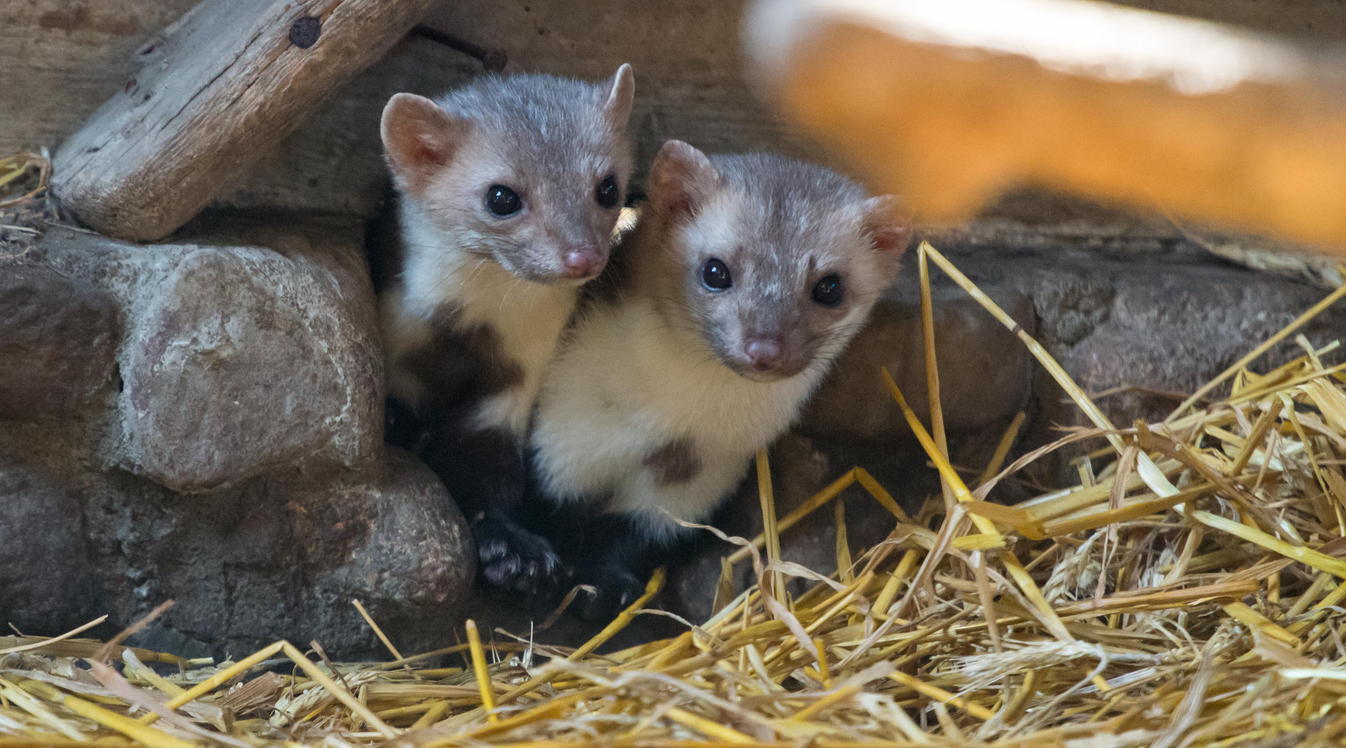 Furth Nurnberg Erlangen Nur Aus Liebe Darum Beissen Marder