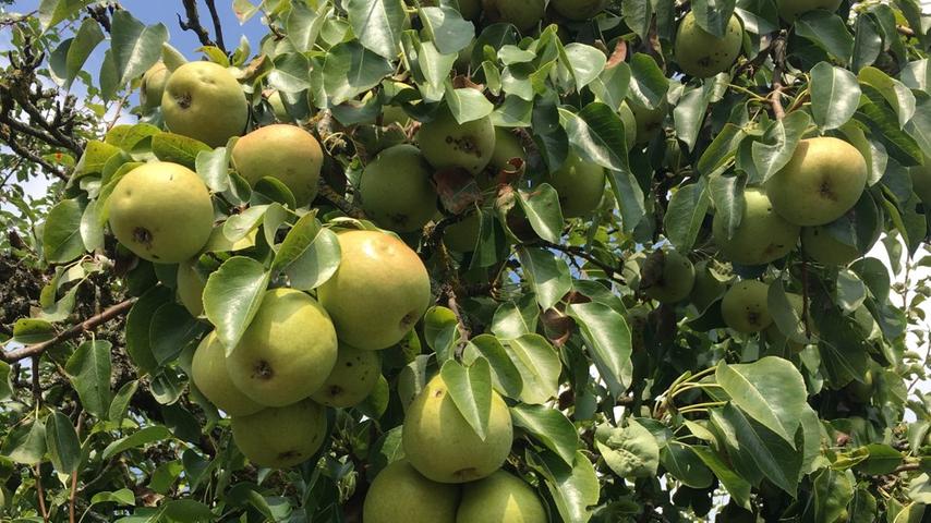 Unglaublich viele Äpfel hängen an den Bäumen in Willenreuth - und Monika Körber (sie wollte sich aber nicht fotografieren lassen) hat ihm drei als Wegzehrung geschenkt!