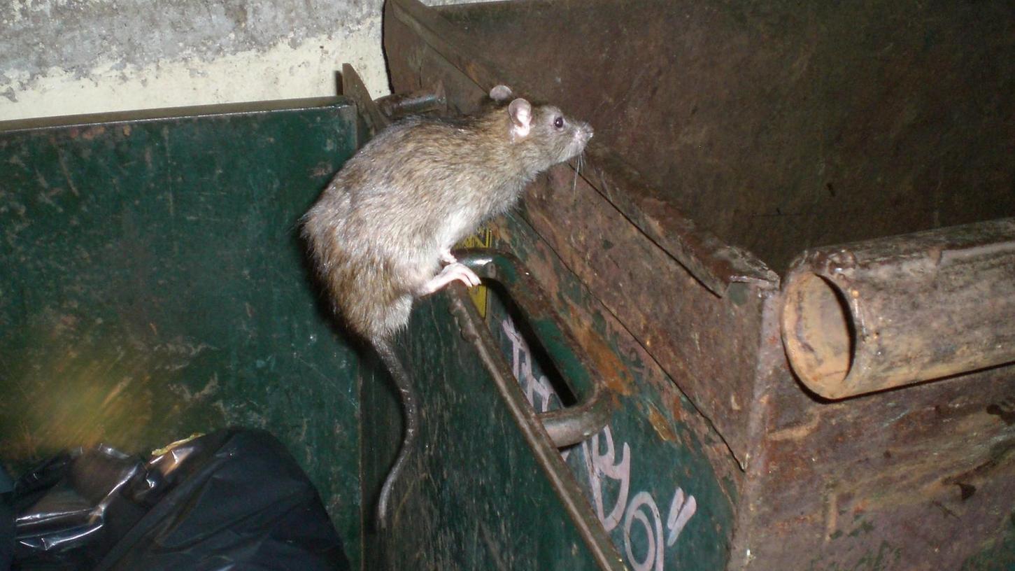 Die Rattenfänger von Gräfenberg in der Kanalisation