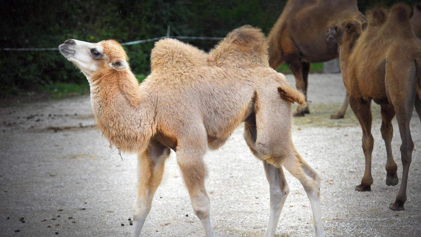 Kamel-Baby wird in Neumarkt getauft