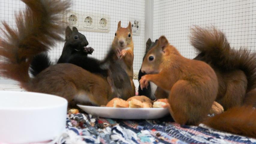 Sobald die Eichhörnchen wieder fit sind, werden sie dann in die Freiheit entlassen.