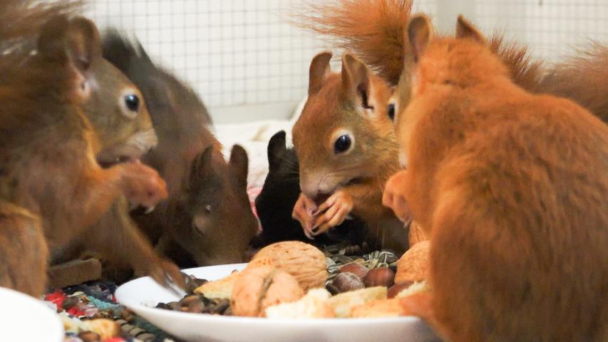 Der Tierschutzverein Noris ist neben den Ehrenamtlichen dringend auf Mithilfe aus der Bevölkerung angewiesen. Denn viele kleine Eichhörnchen haben viel Hunger. Der Verein freut sich immer über Spenden von Nüssen.
