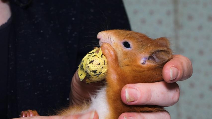 Und auch kleinere Blessuren sind an der Tagesordnung. Denn obwohl die Eichhörnchen putzig aussehen, Kuscheltiere sind sie nicht.