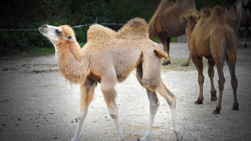 Kamel-Baby im Circus Carelli braucht einen Namen
