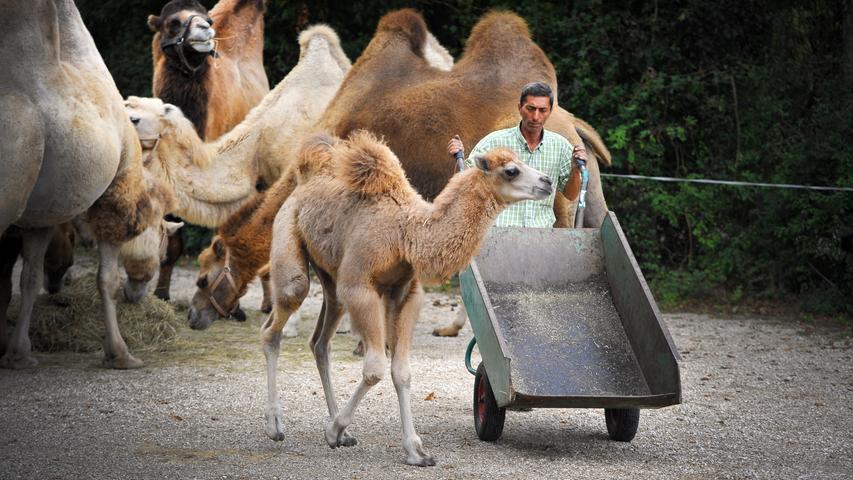 Kamel-Baby im Circus Carelli braucht einen Namen