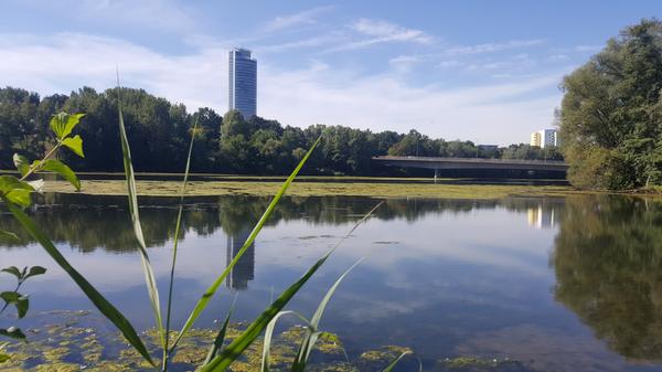 Im Sommer wurde der Startschuss für die ökologische Umgestaltung des Oberen Wöhrder Sees gegeben. Rund 15 Millionen Euro wurden dafür veranschlagt. Zunächst müssen 150.000 Kubikmeter Schlamm aus dem See gebaggert werden. Abgeflachte Ufer, eine Entwicklungszone, vier Inseln und ein Fischweg am Wehr an der Flußstraße sollen Vögeln, Fischen und Insekten ein Zuhause bieten. Für höhere Fließgeschwindigkeit und eine dadurch verbesserte Wasserqualität sollen die Inseln sorgen.