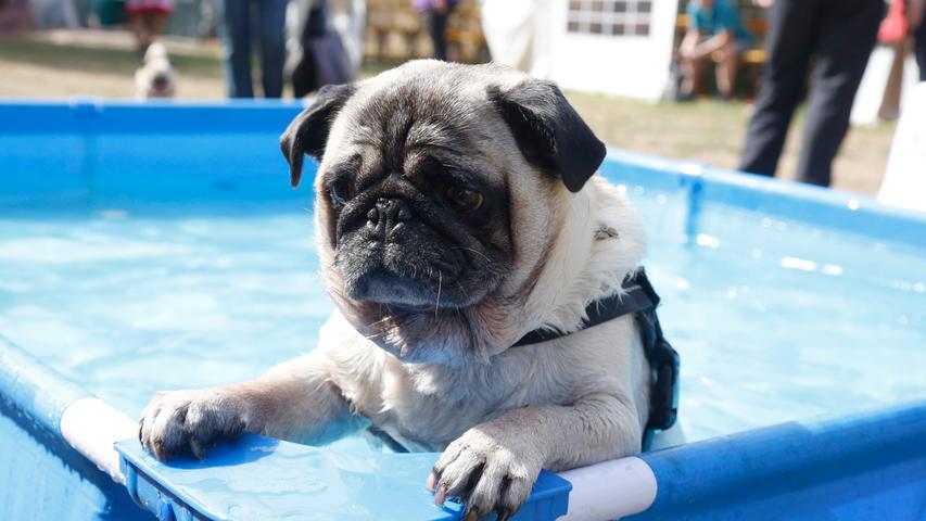 Nasse Möpse: Beim "Mops-Volksfest" 2018 gehen süße Hunde baden