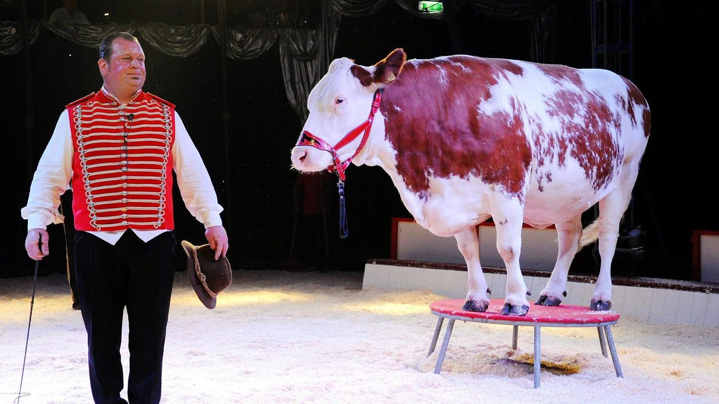 Neumarkt: Hier steppt die Kuh durchs Circuszelt