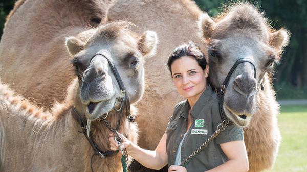 Im Programm des Erste finden so einige Ärzte ihren Platz. Auch eine Tierärztin hat seit 2006 tierischen Erfolg beim öffentlich-rechtlichen Sender. Die ARD entwickelte "Tierärztin Dr. Mertens" als Primetime-Serie für den Dienstagabend, nachdem ein gleichnamiger Film im Jahr 2002 bereits großes Interesse nach sich gezogen hatte. Die beliebteste Folge der Tierversteherin stammt aus dem Jahr 2010, als 7,05 Millionen Menschen einer Ausgabe beiwohnten. Damit schaffte es "Tierärztin Dr. Mertens" regelmäßig unter die beliebtesten Serien des Jahres.