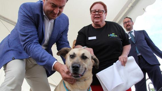 soder will tierheime mit staatlichen mitteln unterstutzen feucht nordbayern de