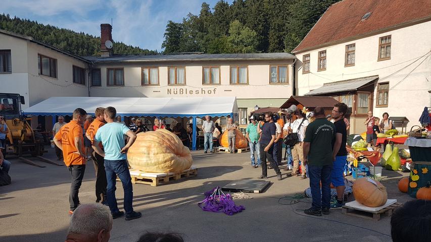 Rekord-Kürbis aus Bayern: So wuchs der 916 Kilo-Gigant