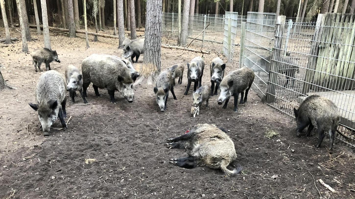 Bald Gulasch: Wildschweine in Erlanger Gehege erschossen