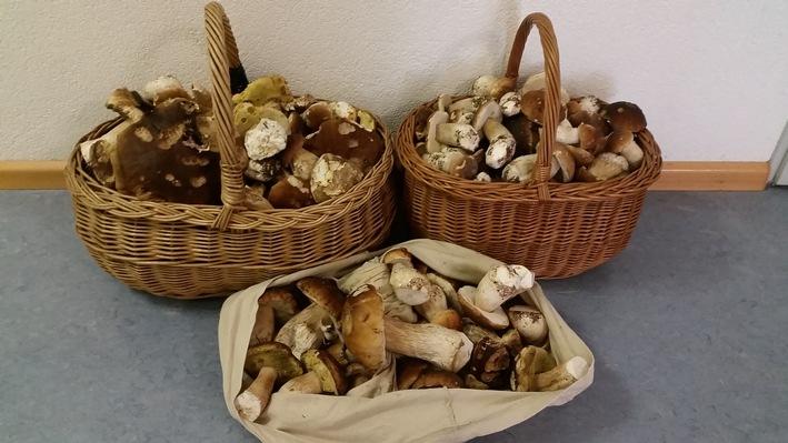 Senioren sammeln 19 Kilo Pilze - und müssen 1700 Euro zahlen