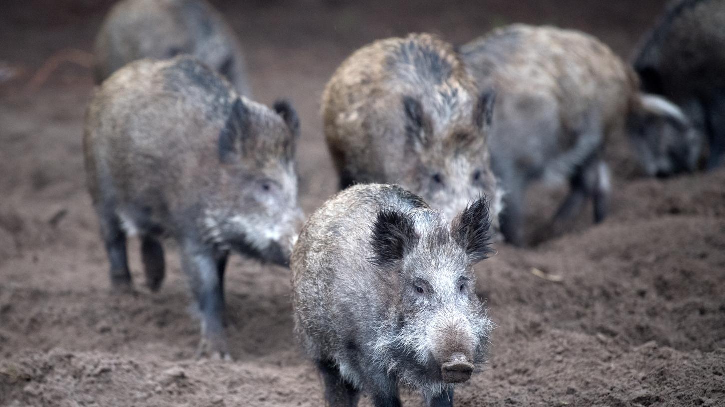 Europaweit waren bis Ende August mehr als 4800 Fälle von Afrikanischer Schweinepest bei Wildschweinen und in Hauschweinbeständen gemeldet worden.