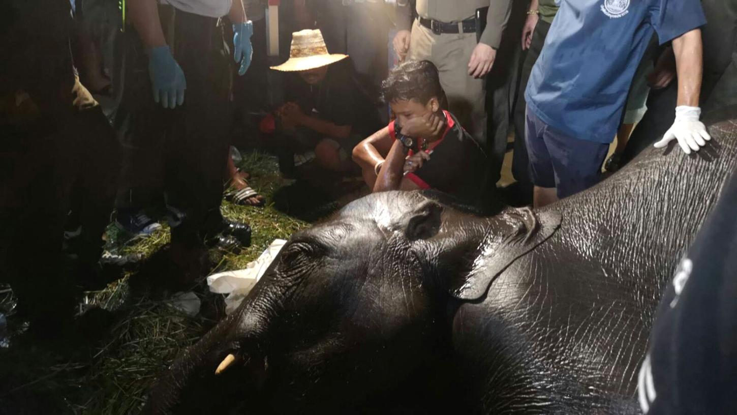 Tierquälerei in Thailand: Elefant stirbt an Stromschlag