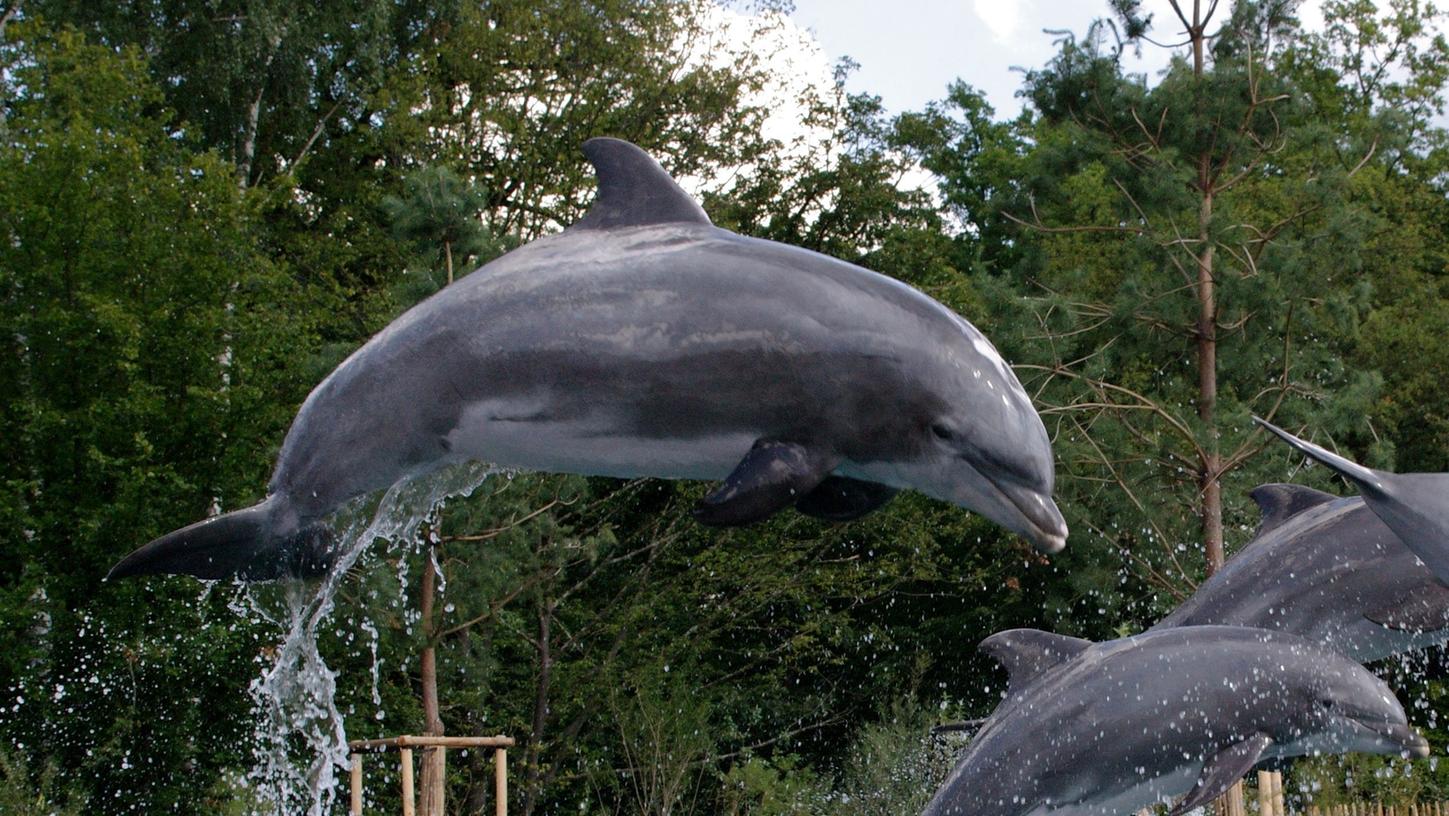 Nürnberger Tiergarten trauert: Delfin-Opa Moby ist tot