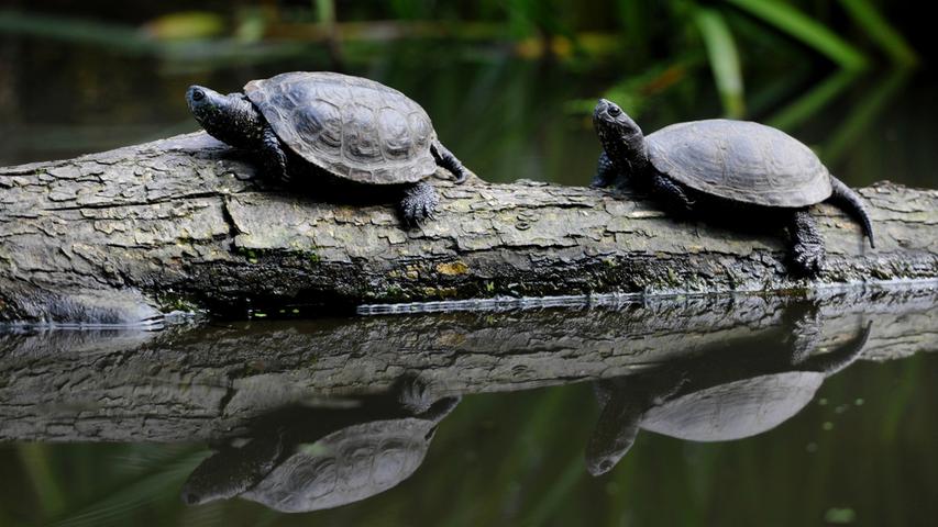 Sumpfschildkröten beim Sonnenbad.