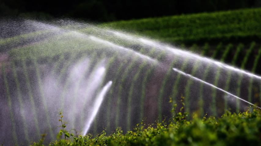 1000 Hektar von insgesamt 6253 Hektar Weinbaufläche in Franken werden bereits bewässert. Dafür werden 0,6 Millionen Kubikmeter Wasser benötigt. Wenn man künftig die komplette Fläche bewässern würde, bräuchte man dafür 3,4 Millionen Kubikmeter. Mittelfristig ist es realistisch, dass 2000 Hektar bewässert werden. Dafür werden 1,2 Millionen Kubikmeter Wasser gebraucht.