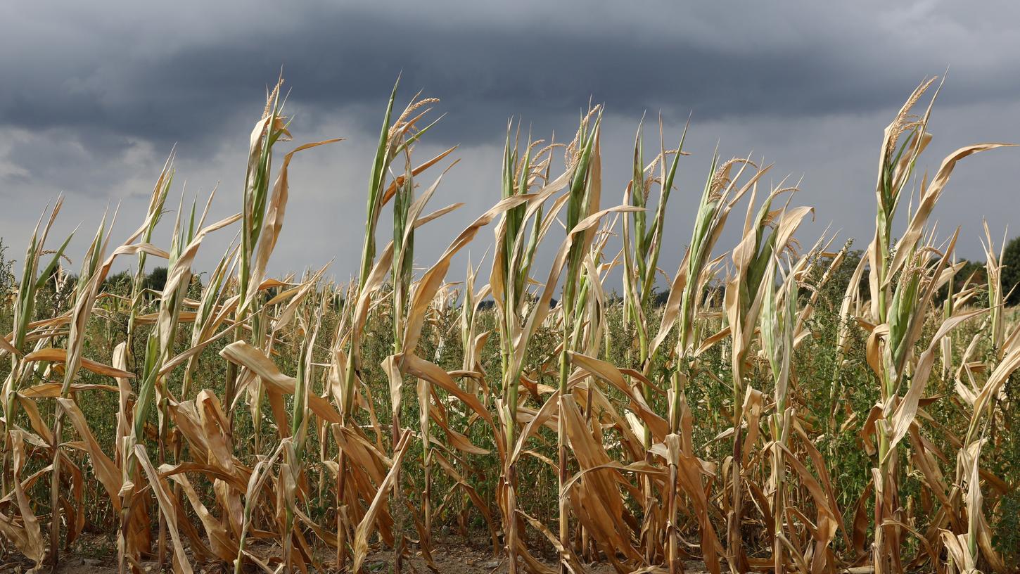 Mais und Gründland waren von der extremen Trockenheit besonders betroffen.