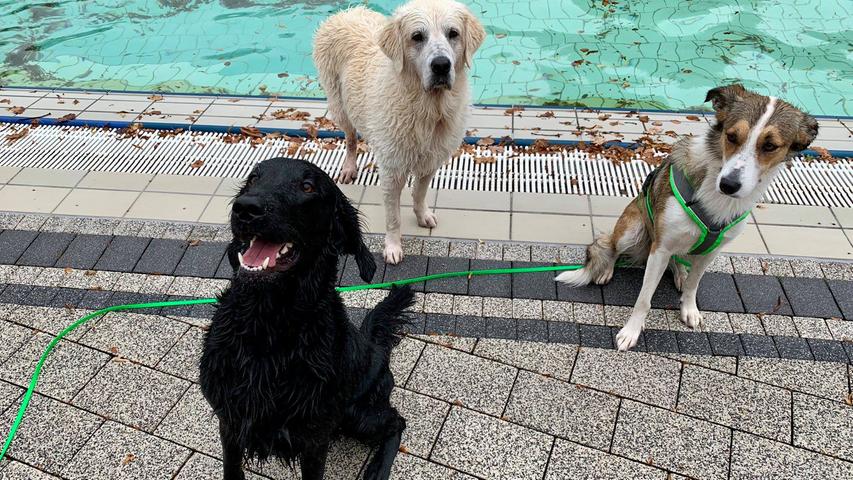 Ab in die Wellen: Vierbeiner tollten beim Hundebadetag durch Bamberger Freibad