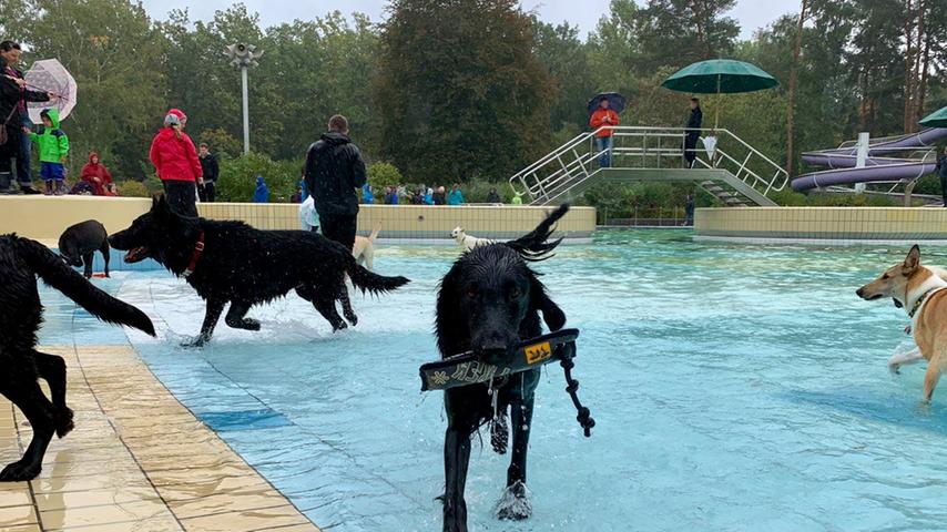 Ab in die Wellen: Vierbeiner tollten beim Hundebadetag durch Bamberger Freibad