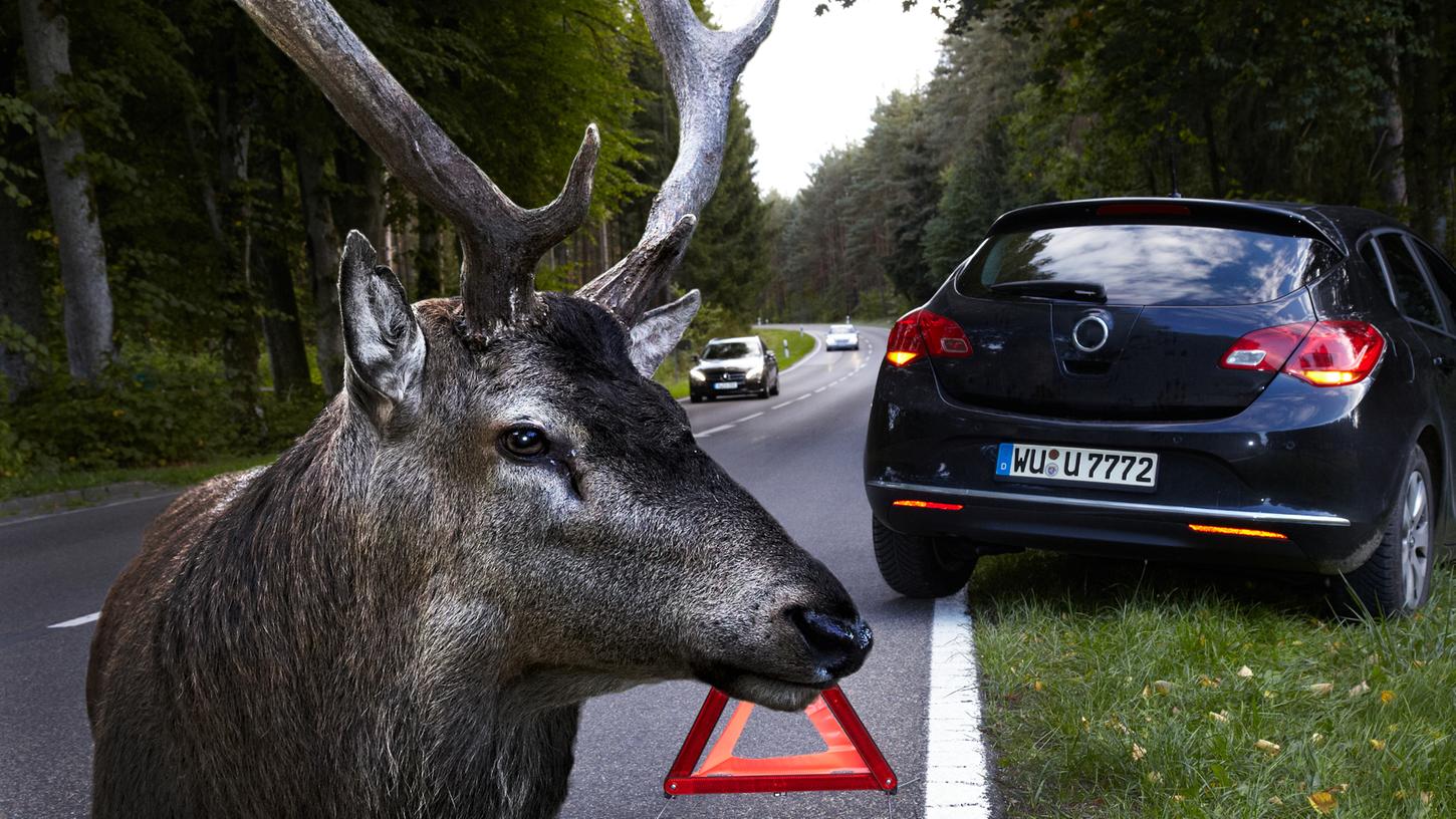 Eine Firma garantiert viertausend Euro, wenn man einen Wildunfall