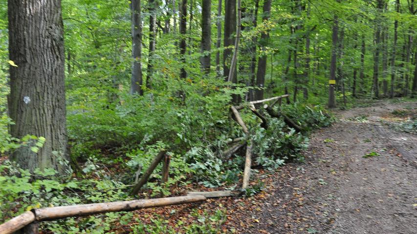 Lebensgefahr nach Sturm: Kellerwald Forchheim gesperrt