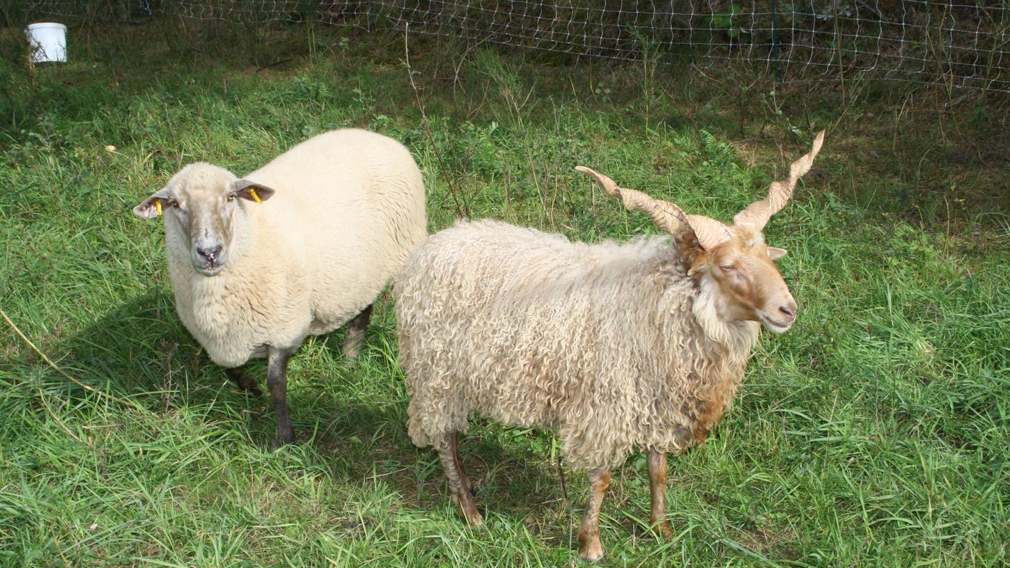 Futtern zum Wohle der Natur: Bei Pyras pflegen Schafe und Ziegen die Landschaft.