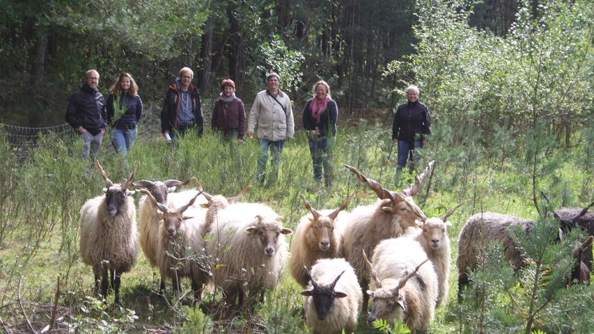 Den Schafen schmeckt es in der ehemaligen Sandgrube bei Pyras. Was wiederum den Naturschützern gefällt, die den Tieren aus der Distanz beim Weiden zugucken.