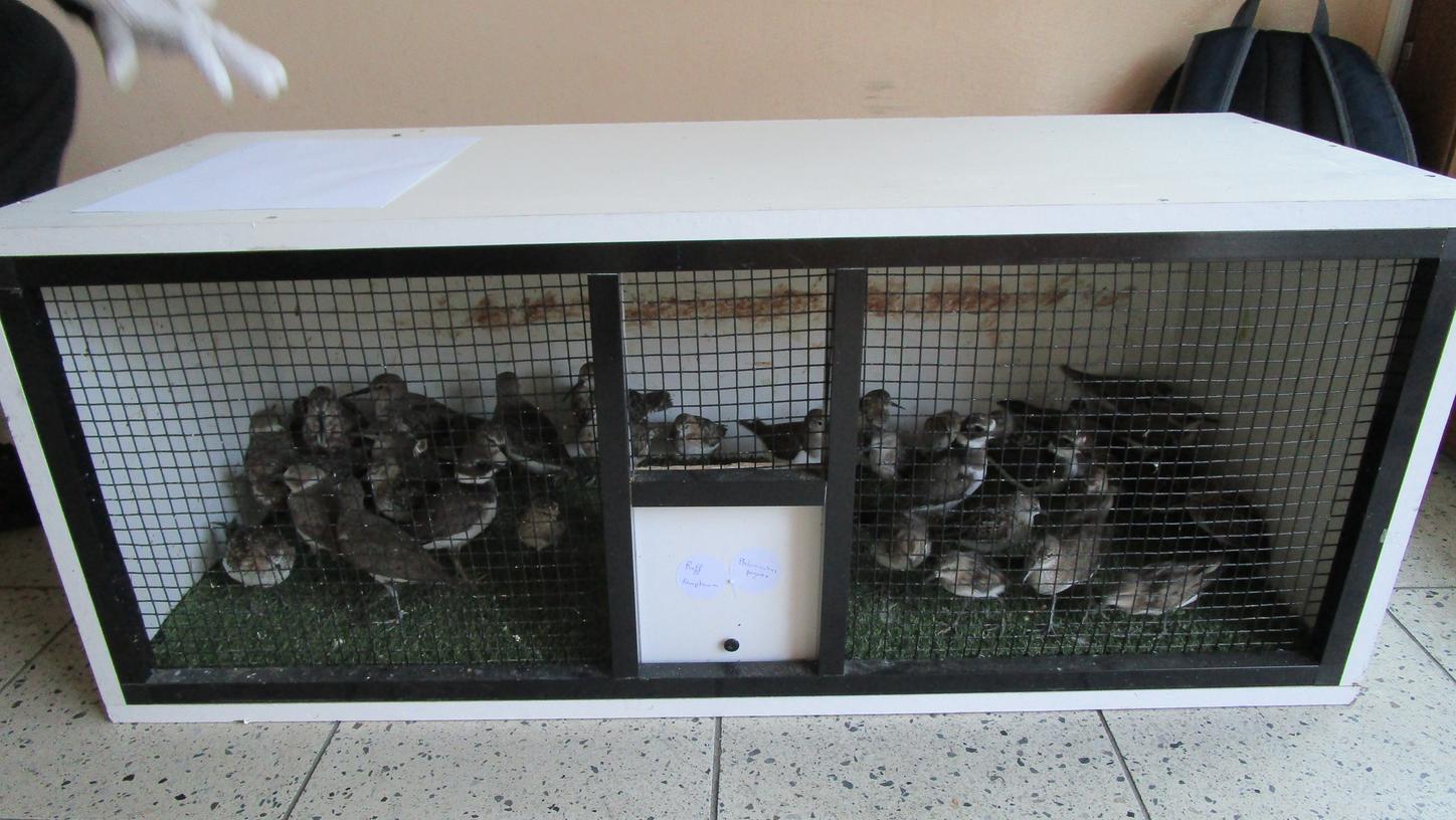 Illegaler Tiertransport mit 66 Vögeln bei Rehau gestoppt