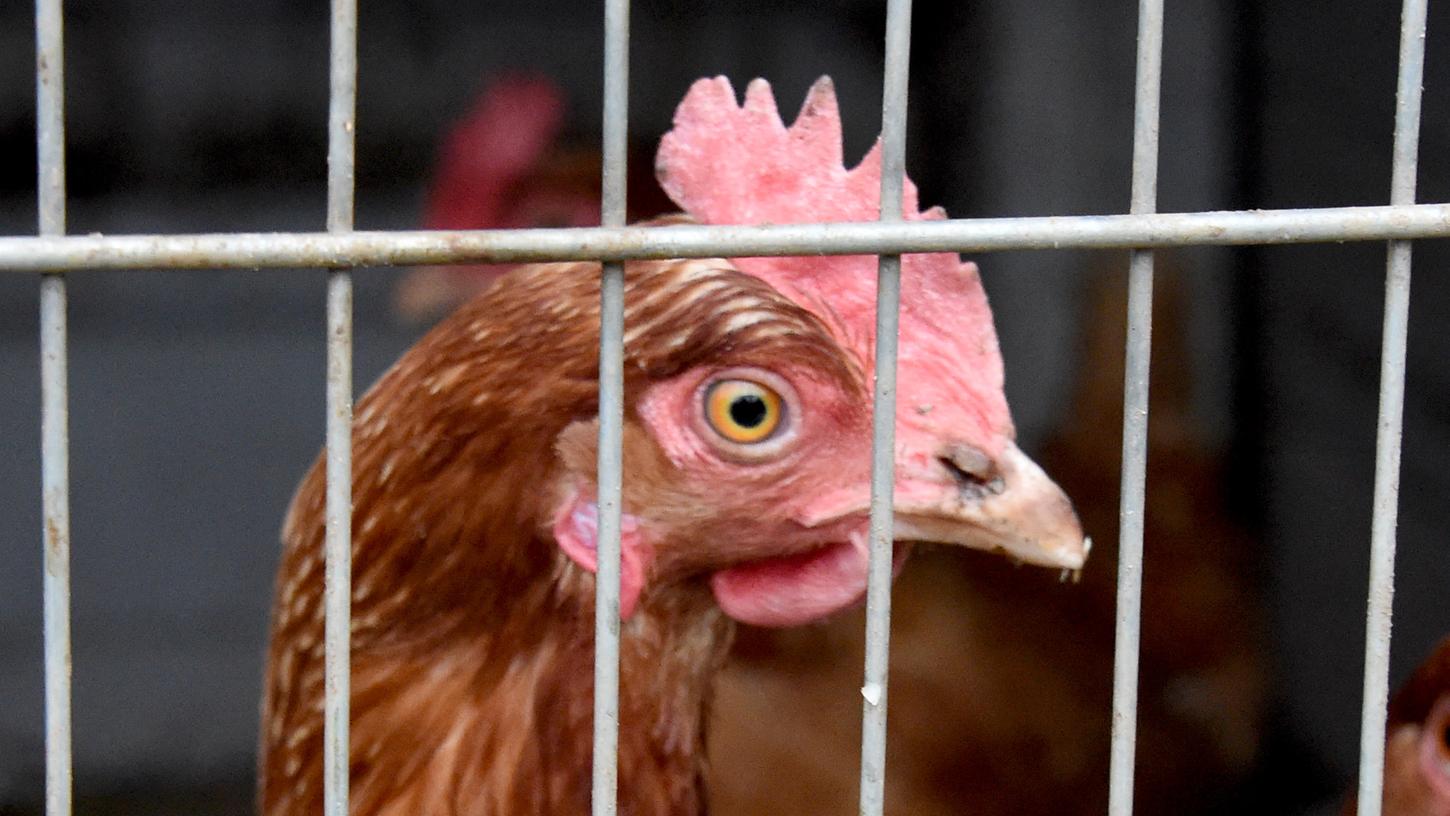 Mehr als eine Million Hähnchen im Jahr wollte ein Bauer in Wolnzach mästen. (Symbolbild)