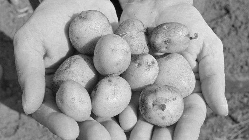 Zehn „Schusser“ in zwei Händen: die Kartoffeln sind oft so klein, daß ein Mann bequem fast ein Dutzend auf seinen offenen Händen zu tragen vermag. Hier geht es zum Kalenderblatt vom 29. September 1968: Hochwertige Ware ist knapp