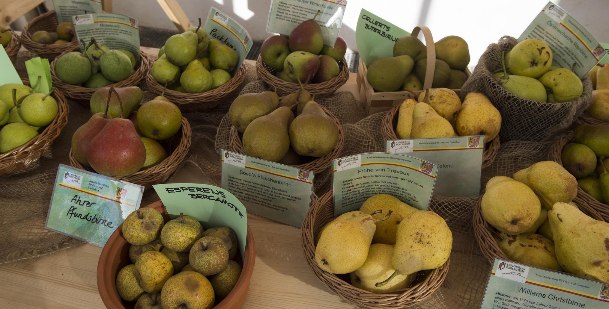 Große und kleine Äpfel im Botanischen Garten in Erlangen