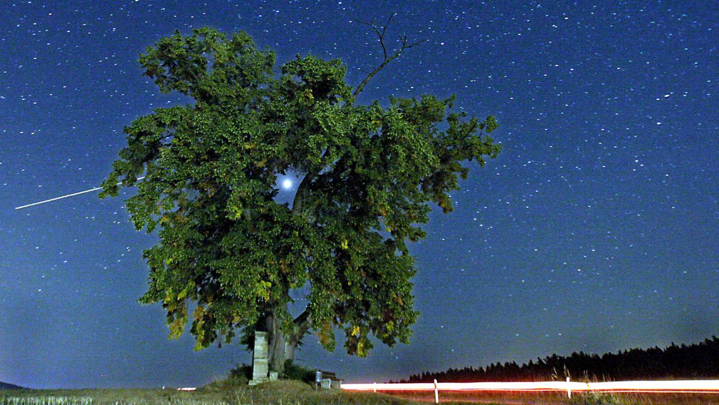 Der Mars strahlt am Sternenhimmel hinter einem Baum als hellster Punkt am Himmel.