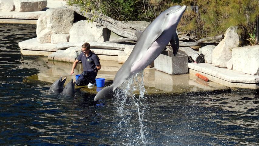Quirlige Delfine und Strohhüpfburgen beim Herbstfest im Tiergarten