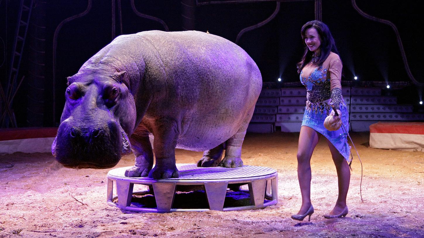 Wildtiere in Nürnberg: Wildtiere in Nürnberg:
