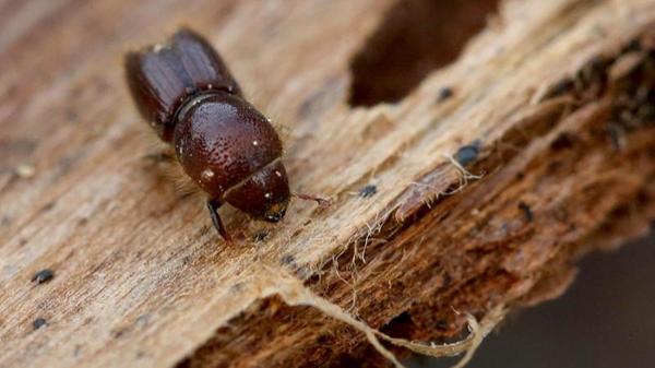 Ein leidiger alter Bekannter: der Borkenkäfer. 2020 wurde der Frankenwald zu einem Hotspot für die Borkenkäfer. Im Gegensatz zum Vorjahr gingen im Jahr 2021 die Bestände der Borkenkäfer aufgrund der Nässe etwas zurück.