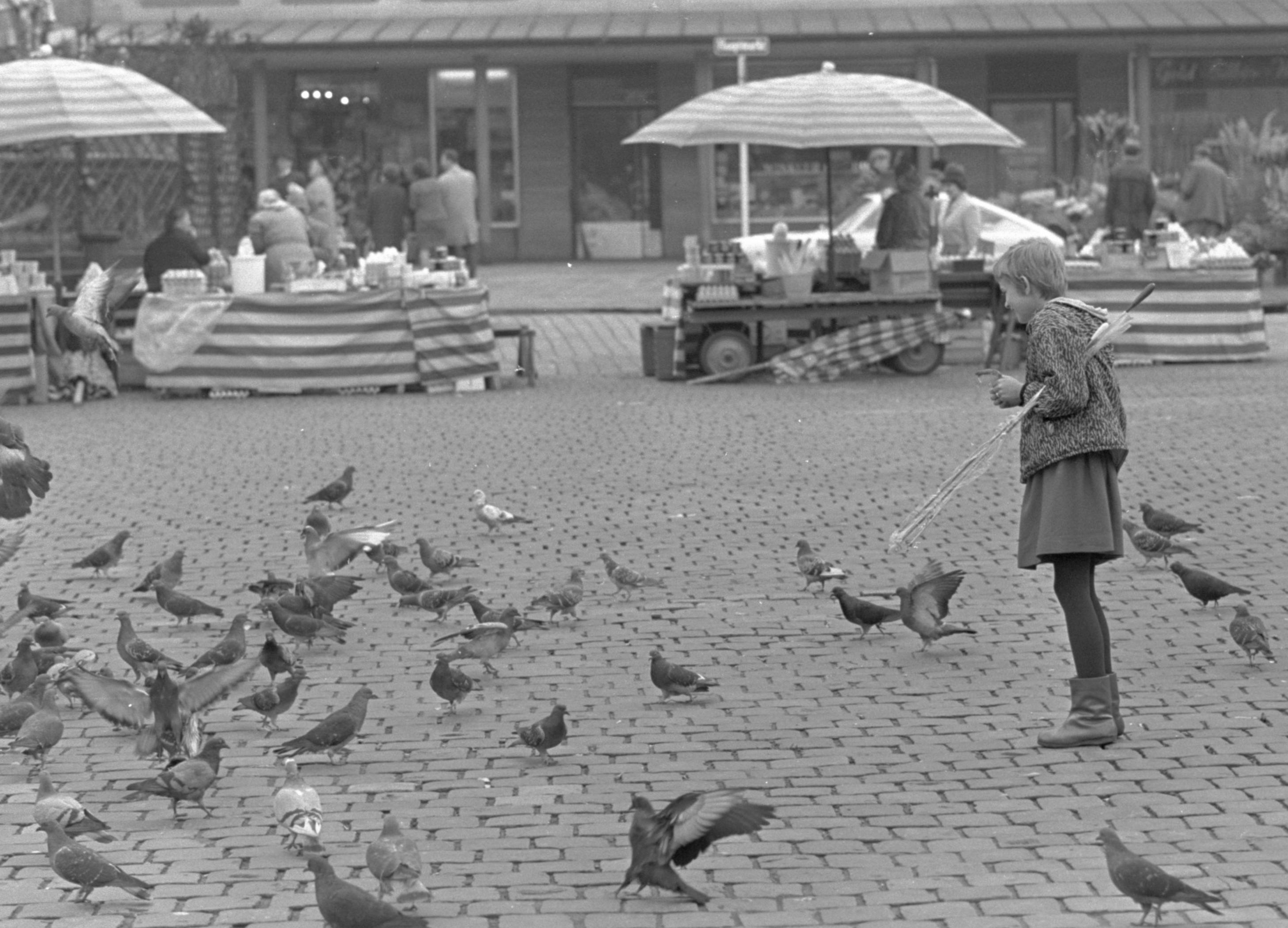 6. Oktober 1968: Fänger fahnden nach Federvieh 6. Oktober 1968: Fänger fahnden nach Federvieh
