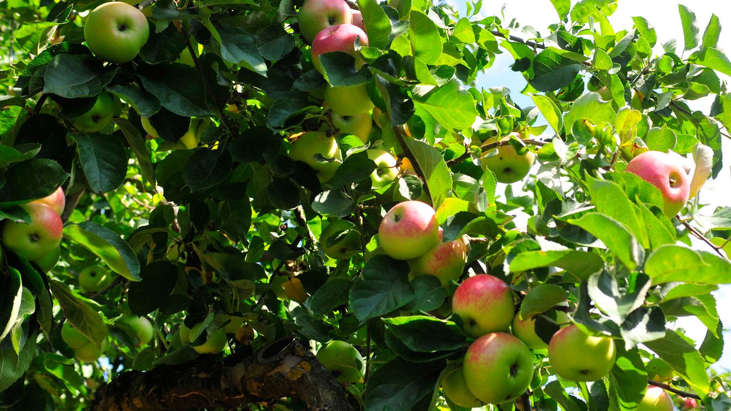 Beim Obsterlebnistag in Ebermannstadt steht der Apfel im Mittelpunkt.