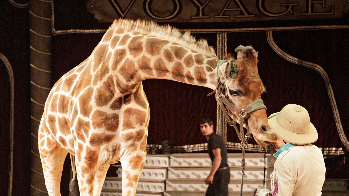 Schon 2016 gastierte der "Circus Voyage" samt Giraffen in Nürnberg (Archivbild). Schon 2016 gastierte der "Circus Voyage" samt Giraffen in Nürnberg (Archivbild).