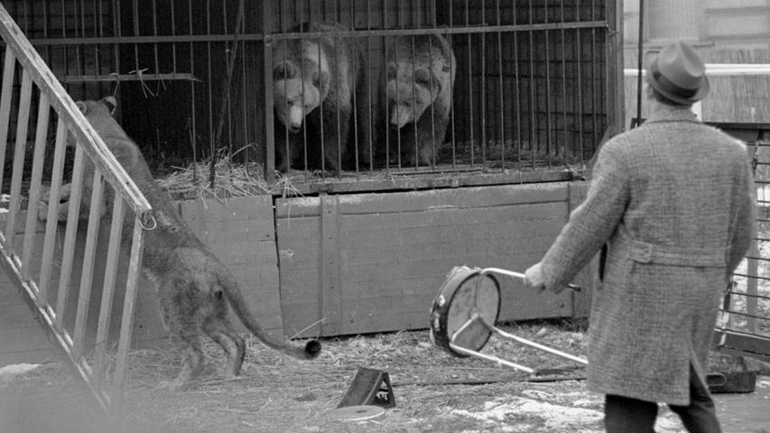 Mit viel Geduld bringt er die Löwin dazu, zu ihrem Artgenossen in den Käfig zurückzuklettern.