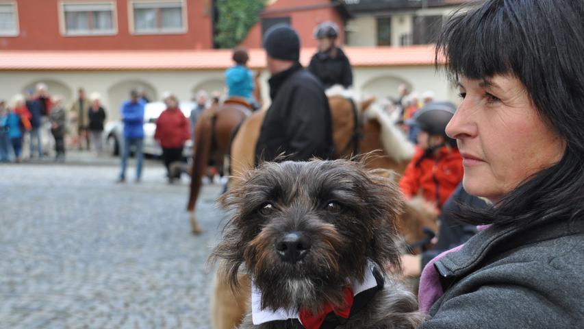 Hunde, Pferde, Katzen und Co.: Das war die erste Tiersegnung in Höchstadt