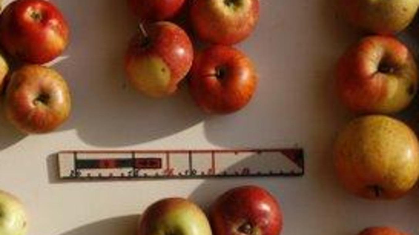 Echte Apfelraritäten an der Kerschensteinerstraße