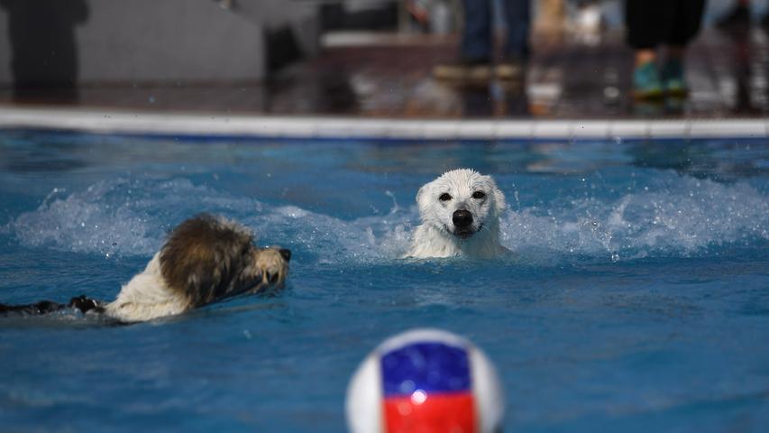 Hinein ins unngechlorte Nass: Im Neumarkter Freibad durften zum zweiten Mal nach Abschluss der Schwimmsaison die Hunde ran und - wuff! - rein ins Becken. Ein großer Spaß für Vier- und Zweibeiner.