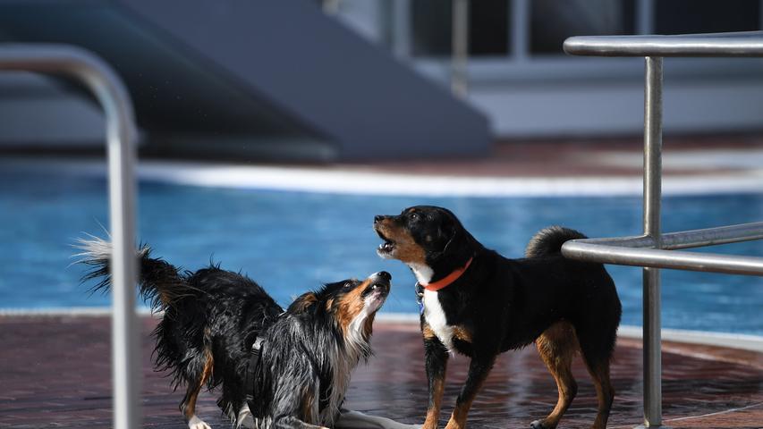 Hinein ins unngechlorte Nass: Im Neumarkter Freibad durften zum zweiten Mal nach Abschluss der Schwimmsaison die Hunde ran und - wuff! - rein ins Becken. Ein großer Spaß für Vier- und Zweibeiner.