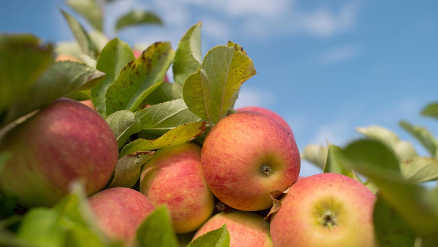 Es gibt hunderte verschiedene Apfelsorten, sagt Christine Berner. Ihre Kritik: Wir Konsumenten kennen nur die acht, die es in den Supermärkten gibt.