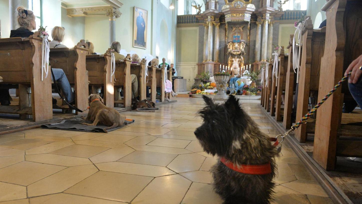 Die Hunde blieben in der Neustädter-Universitätskirche weitgehend still, kein Bellen, kein Hecheln, kein Wegrennen. Offenbar hat der Gottesdienst auch den Vierbeinern gefallen.