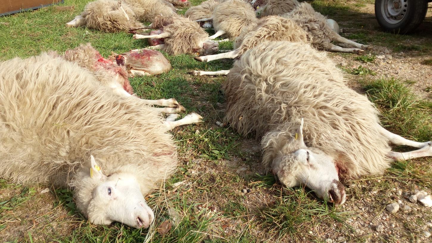Sachsen: Rund 40 tote Schafe nach Wolfsattacke