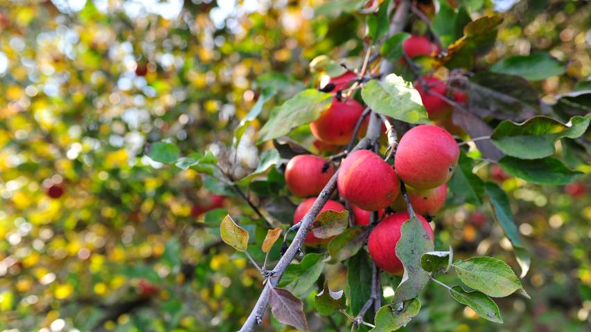Äpfel, Sonne und bunte Blätter: Der goldene Herbst in Franken